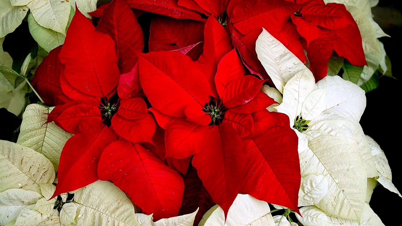 Wallpaper poinsettia, flower, two-colored, leaves, drops