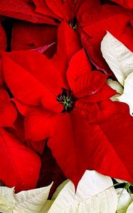 Preview wallpaper poinsettia, flower, two-colored, leaves, drops