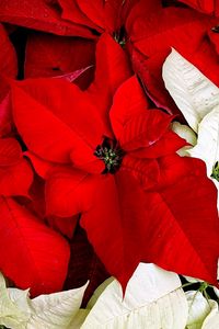 Preview wallpaper poinsettia, flower, two-colored, leaves, drops