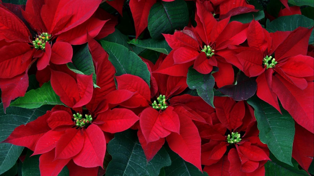 Wallpaper poinsettia, flowers, herbs, leaves, red, close-up