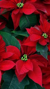 Preview wallpaper poinsettia, flowers, herbs, leaves, red, close-up