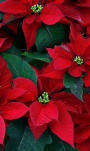 Preview wallpaper poinsettia, flowers, herbs, leaves, red, close-up