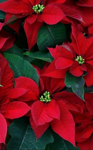 Preview wallpaper poinsettia, flowers, herbs, leaves, red, close-up