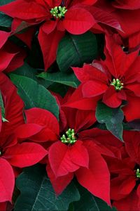 Preview wallpaper poinsettia, flowers, herbs, leaves, red, close-up