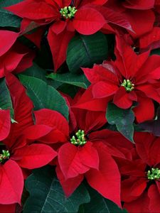 Preview wallpaper poinsettia, flowers, herbs, leaves, red, close-up