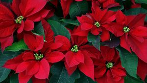 Preview wallpaper poinsettia, flowers, herbs, leaves, red, close-up