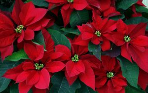 Preview wallpaper poinsettia, flowers, herbs, leaves, red, close-up