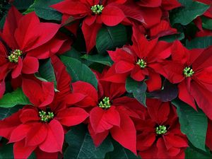 Preview wallpaper poinsettia, flowers, herbs, leaves, red, close-up