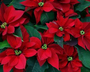 Preview wallpaper poinsettia, flowers, herbs, leaves, red, close-up