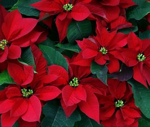 Preview wallpaper poinsettia, flowers, herbs, leaves, red, close-up