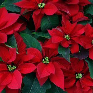 Preview wallpaper poinsettia, flowers, herbs, leaves, red, close-up