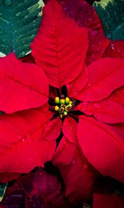 Preview wallpaper poinsettia, flowers, leaves, drops, red, macro