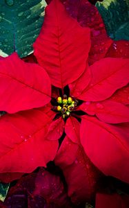 Preview wallpaper poinsettia, flowers, leaves, drops, red, macro