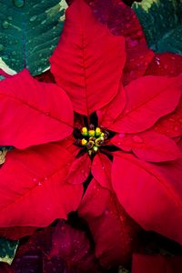 Preview wallpaper poinsettia, flowers, leaves, drops, red, macro