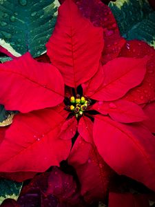 Preview wallpaper poinsettia, flowers, leaves, drops, red, macro