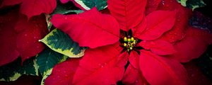 Preview wallpaper poinsettia, flowers, leaves, drops, red, macro