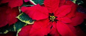 Preview wallpaper poinsettia, flowers, leaves, drops, red, macro