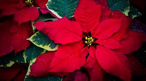 Preview wallpaper poinsettia, flowers, leaves, drops, red, macro