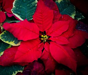 Preview wallpaper poinsettia, flowers, leaves, drops, red, macro