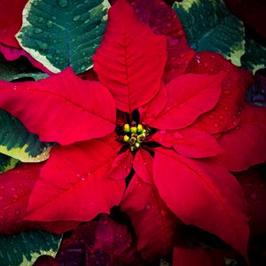 Preview wallpaper poinsettia, flowers, leaves, drops, red, macro