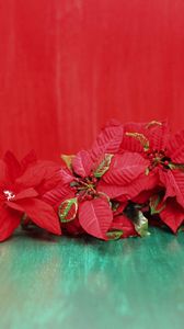 Preview wallpaper poinsettia, flowers, lie, background