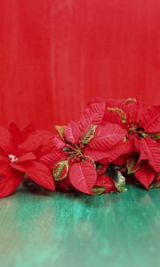 Preview wallpaper poinsettia, flowers, lie, background