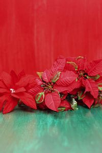 Preview wallpaper poinsettia, flowers, lie, background