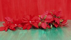Preview wallpaper poinsettia, flowers, lie, background