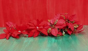 Preview wallpaper poinsettia, flowers, lie, background