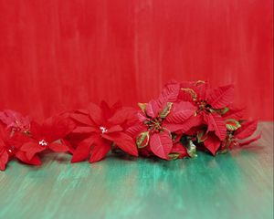 Preview wallpaper poinsettia, flowers, lie, background