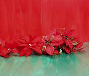 Preview wallpaper poinsettia, flowers, lie, background