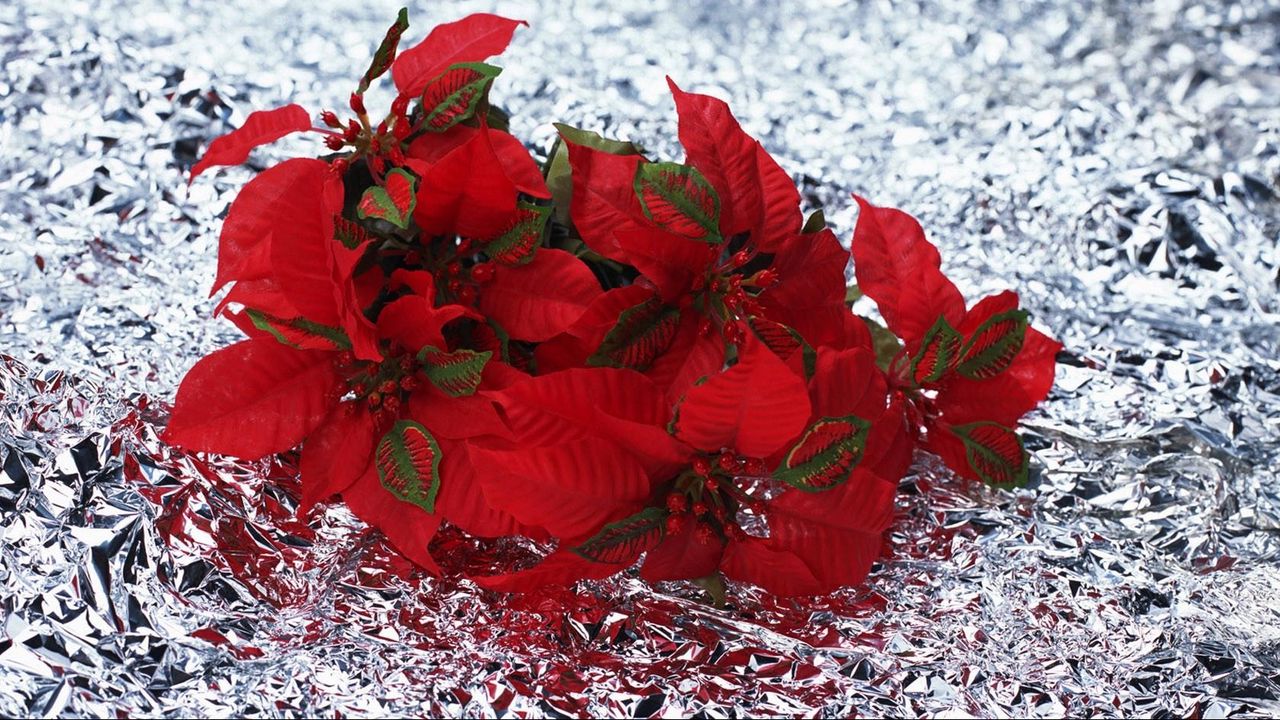 Wallpaper poinsettia, flowers, lie, foil