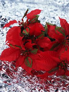 Preview wallpaper poinsettia, flowers, lie, foil