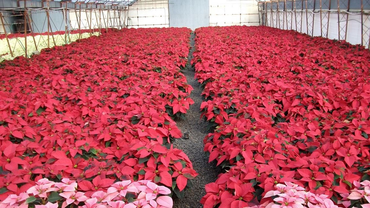 Wallpaper poinsettia, flowers, much, brighter, greenhouse