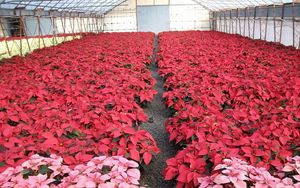 Preview wallpaper poinsettia, flowers, much, brighter, greenhouse