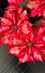 Preview wallpaper poinsettia, flowers, plants, red