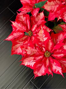 Preview wallpaper poinsettia, flowers, plants, red