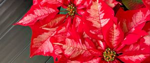 Preview wallpaper poinsettia, flowers, plants, red