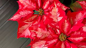 Preview wallpaper poinsettia, flowers, plants, red