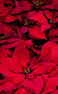 Preview wallpaper poinsettia, flowers, red, leaves, plant