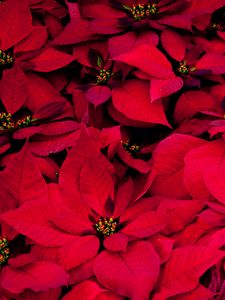 Preview wallpaper poinsettia, flowers, red, leaves, plant