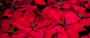 Preview wallpaper poinsettia, flowers, red, leaves, plant