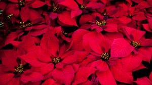 Preview wallpaper poinsettia, flowers, red, leaves, plant