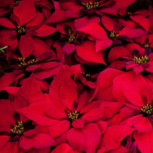 Preview wallpaper poinsettia, flowers, red, leaves, plant