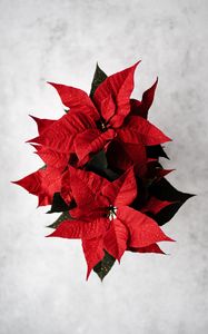 Preview wallpaper poinsettia, leaves, flower, red