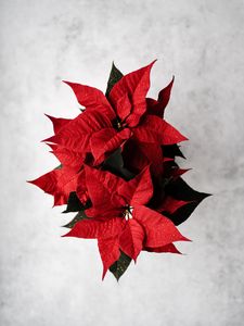 Preview wallpaper poinsettia, leaves, flower, red