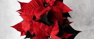 Preview wallpaper poinsettia, leaves, flower, red