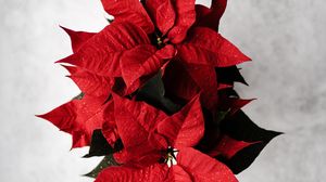 Preview wallpaper poinsettia, leaves, flower, red