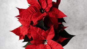 Preview wallpaper poinsettia, leaves, flower, red