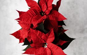Preview wallpaper poinsettia, leaves, flower, red
